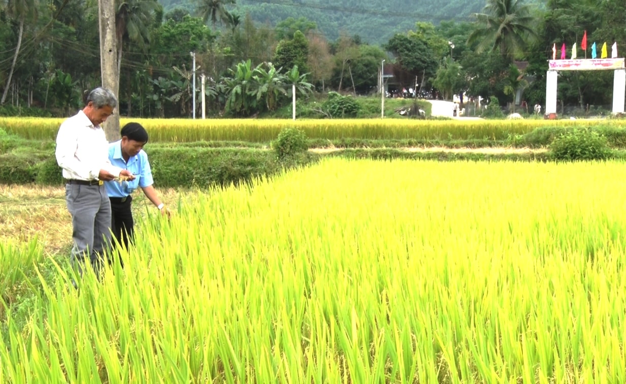 Mô hình lúa áp dụng SRI ở Nông Sơn cho thấy hiệu quả tích cực. Ảnh: THÔNG VINH