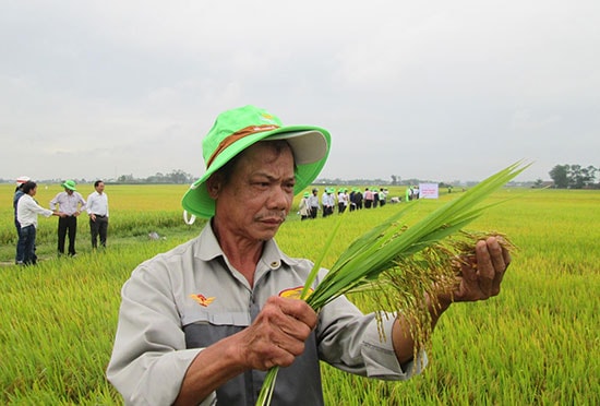 Tham quan mô hình sản xuất trình diễn giống lúa thuần TBR279 tại xã Duy Thành vào sáng qua 18.4. Ảnh: VĂN SỰ