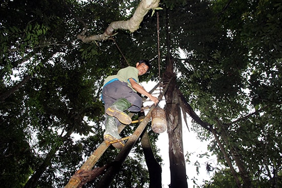 Trên chiếc thang dài khoảng 3m, Alăng Zênh leo về phía ngọn tr’đin để lấy rượu. Việc lấy rượu tr’đin đôi khi rất nguy hiểm.