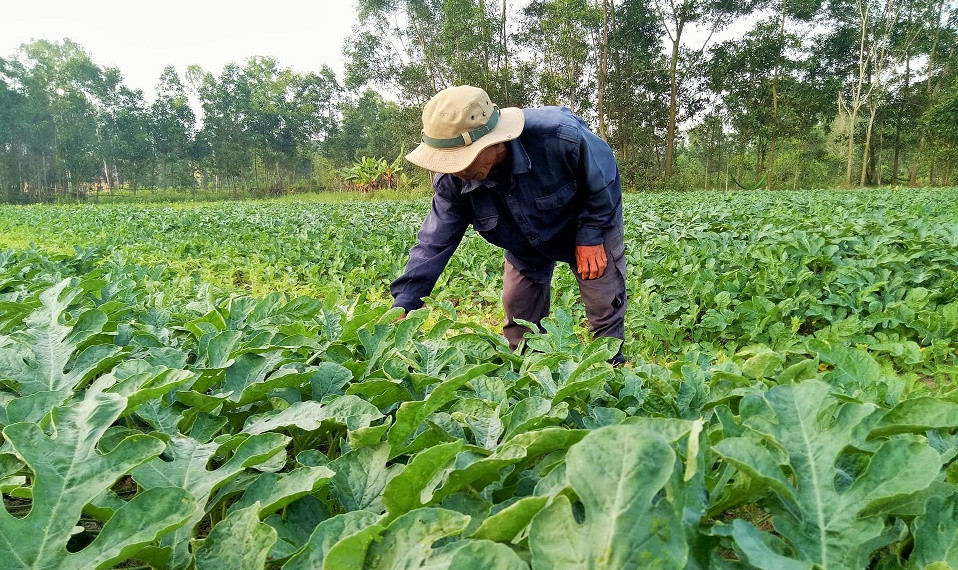 Anh Đồ Đình Hùng đang chăm sóc ruộng dưa của mình. Ảnh: THANH THẮNG