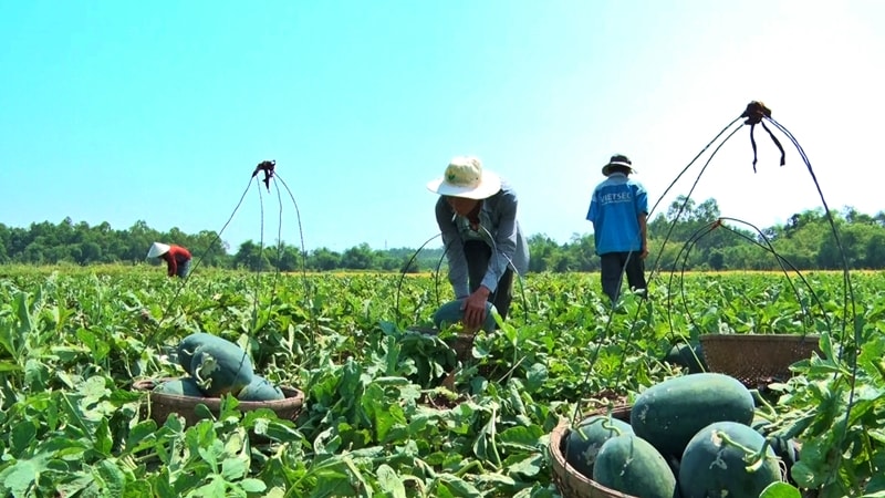 Nông dân Phú Ninh đang phấn khởi vì dưa hấu Kỳ Lý đạt chất lượng và có giá bán cao ngay từ đầu vụ mùa. Ảnh: ĐOÀN ĐẠO