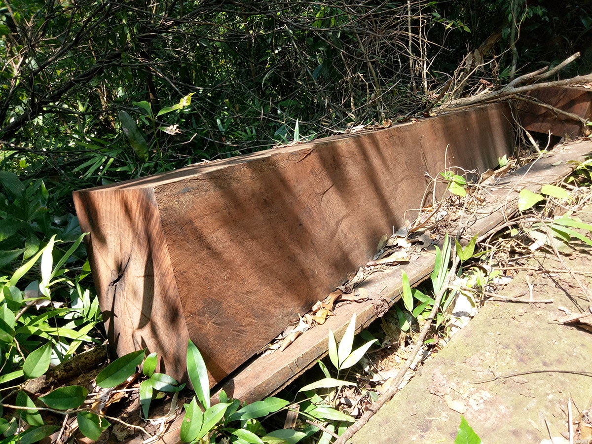 Một phách gỗ coc chiều dài hơn 3m lâm tặc bỏ lại. Ảnh: THANH THẮNG