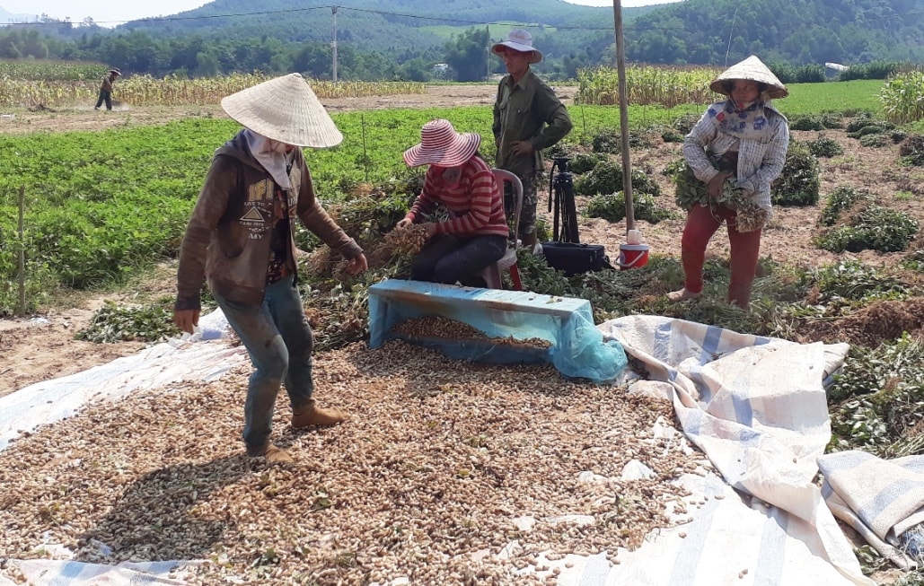 Người dân Nông Sơn phấn khởi thu hoạch đậu phụng vì vụ năm nay được mùa được giá. Ảnh: VINH THÔNG