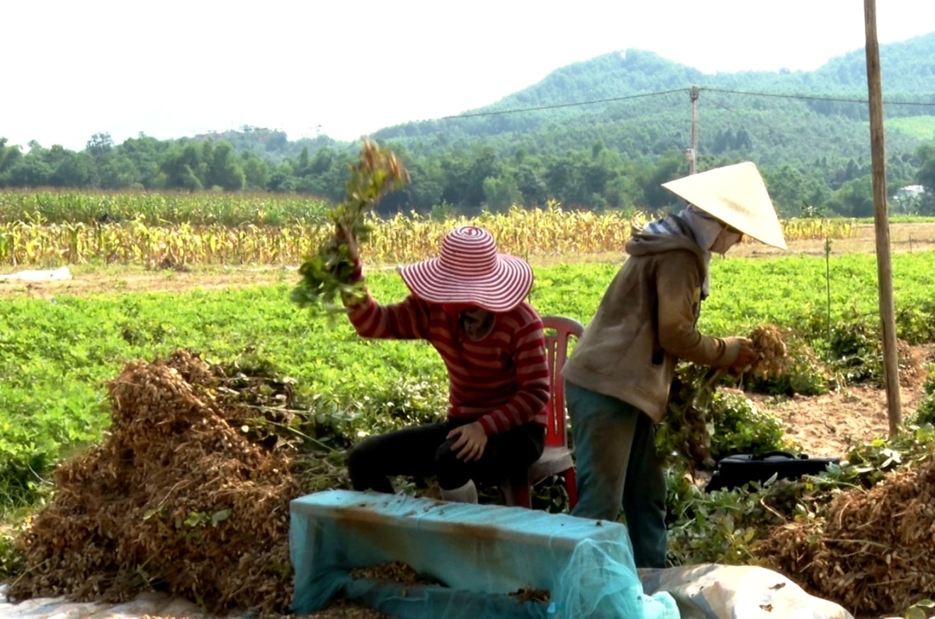Tranh thủ những ngày nắng, người thu hoạch rồi lặt đậu phụng ngay tại ruộng để phơi. Ảnh: VINH THÔNG