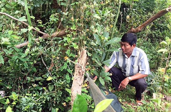 Ông Nguyễn Văn Chung bên vị trí ngày xưa có căn hầm bí mật của gia đình. Ảnh: PHAN VINH