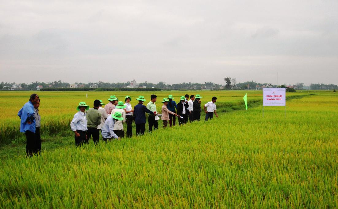 Vụ đông xuân này, nhiều vùng sản xuất lúa giống hàng hóa đạt năng suất khá cao. Ảnh: VĂN SỰ