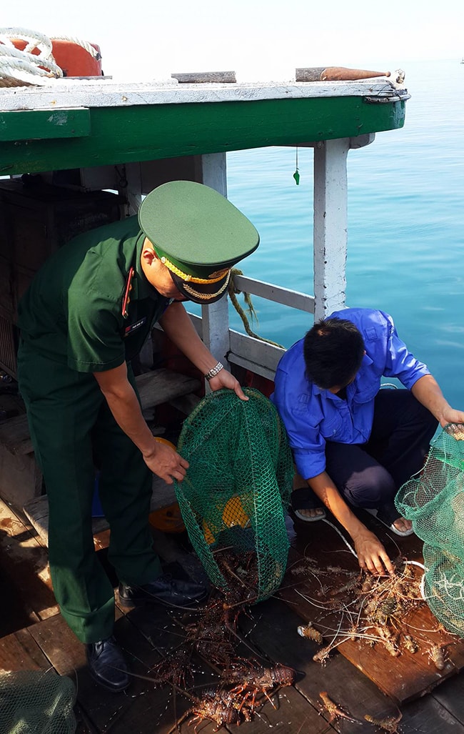 Thu giữ số tôm hùm đánh bắt trái phép trong vùng cấm. Ảnh do Đồn Biên phòng Cù Lao Chàm cung cấp