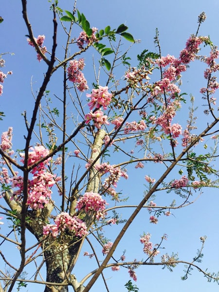 Đỗ mai hay Đậu anh đào - Gliricidia sepium.  Ảnh: P.C.T