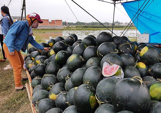 Dưa hấu thuộc nhóm sản phẩm có lãi cao nhưng thị trường tiêu thụ bất ổn. Ảnh: H.L