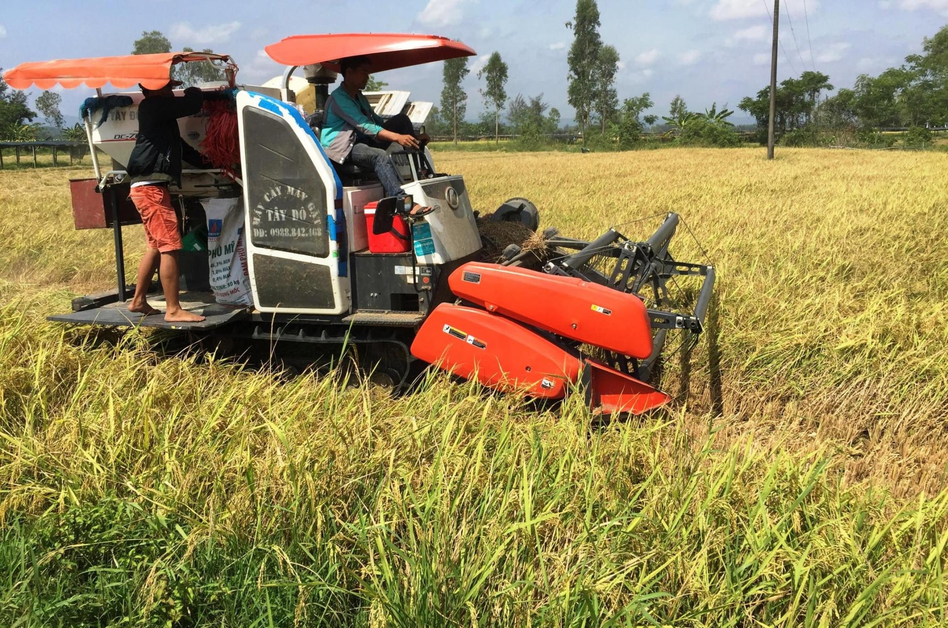 Người làng Kế Xuyên phấn khởi thu hoạch vụ đông xuân năm nay vì năng suất lúa đạt cao. Ảnh: PHAN VINH