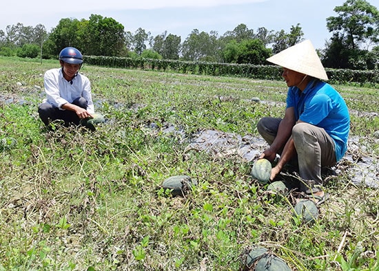 Xót xa khi những ruộng dưa hấu chín bị bỏ không thu hoạch. Ảnh: TRIÊU NHAN