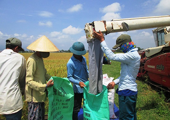 Đông xuân năm nay, Duy Xuyên được mùa lúa trên diện rộng. Ảnh: H.NHI