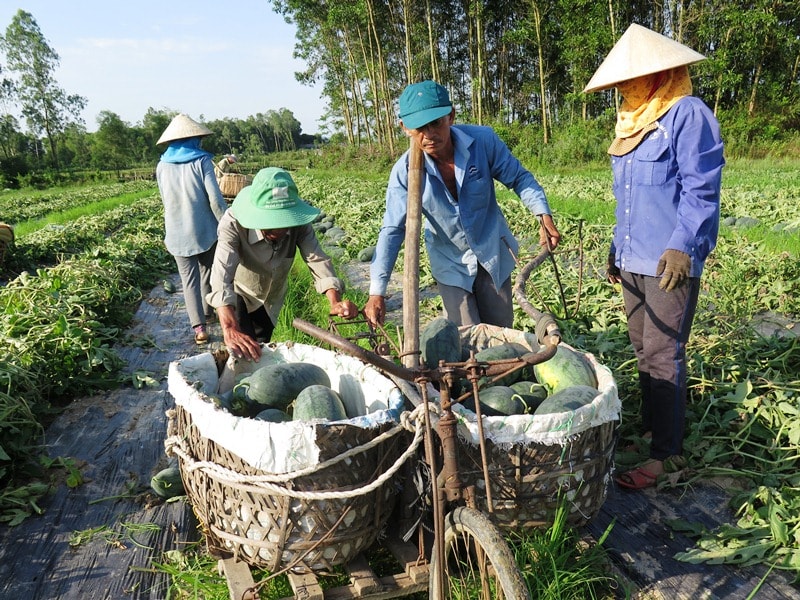 Trong khi đó, trên các cánh đồng nông dân hối hả thu hoạch vì dưa đã già, gặp trời mưa xuống sẽ hư hỏng. Ảnh: VINH ANH