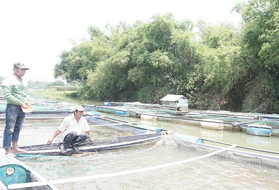 Người dân thôn Thái Cẩm với mô hình nuôi cá lồng bè trên sông. Ảnh: NHƯ TRANG