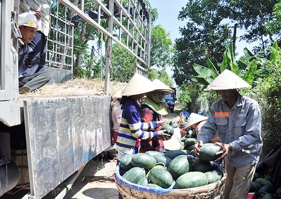 Nhiều hộ nông dân Phú Ninh phải chờ đợi 3 - 4 ngày mới bán được dưa hấu. Ảnh: VINH ANH