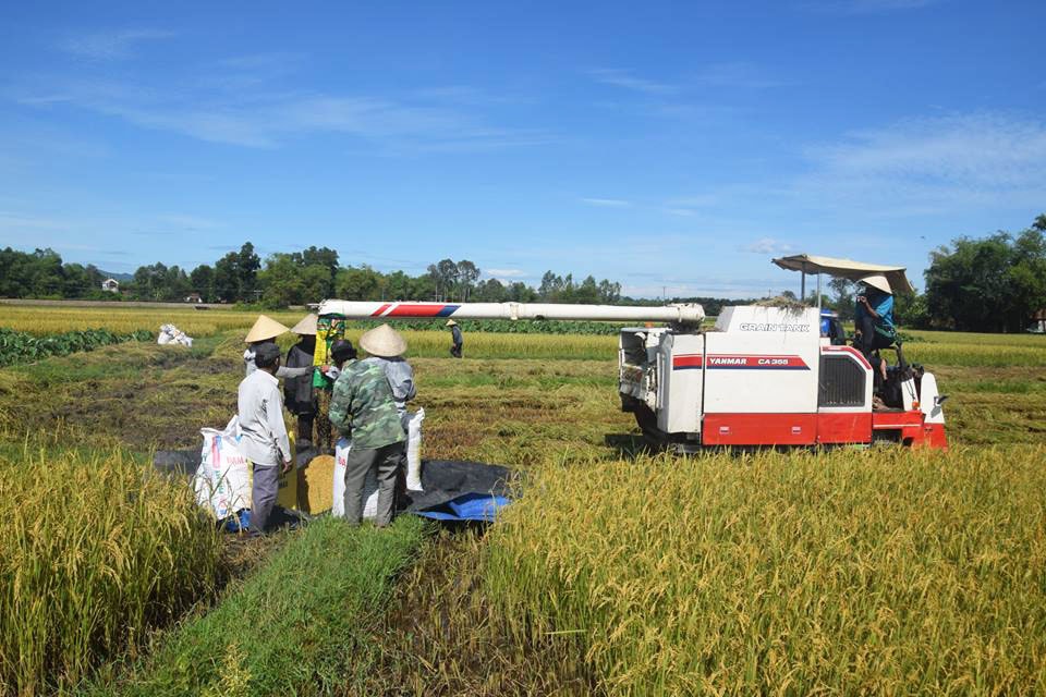 Nông dân Phú Ninh vui mừng vì  trúng lớn vụ lúa đông xuân năm 2017 - 2018. Ảnh: THANH THẮNG