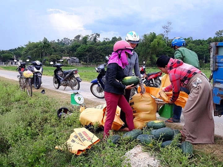 Bà Vũ Thị Thanh Loan - Chủ tịch Hội LHPN Phú Ninh (ngoài cùng bên trái) trực tiếp ra đồng thu mua dưa hấu giúp nông dân Tam Phước. Ảnh: TỐ UYÊN