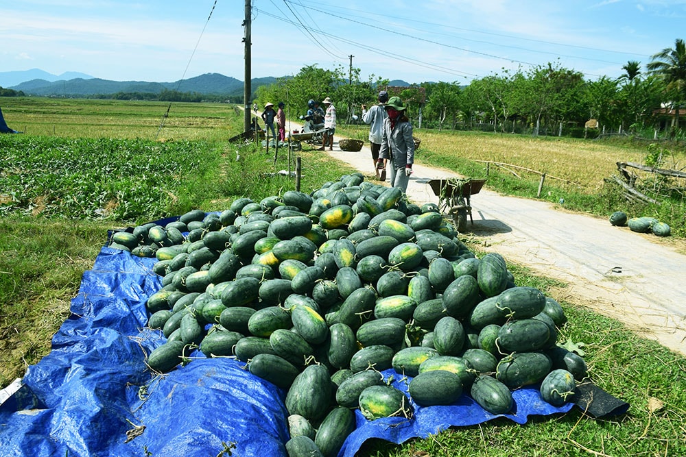 ông Nguyễn Văn Hùng (SN 1976, thôn Đức Thạnh) cho biết, vụ dưa đông xuân năm nay ông trồng hơn 3 sào dưa hấu tại cánh đồng này. Nếu ở gần 1 tháng trước thì ông sẽ bán được với giá 6 nghìn đồng/ kg. Nhưng hiện nay giá dưa càng ngày càng hạ, bây giờ chỉ còn 1,1 nghìn đồng/ kg nhưng thương lái thậm chí còn không đến thu mua khiến gia đình ông rất lo lắng. Ảnh: THANH THẮNG