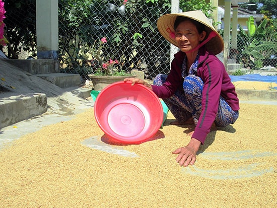 Với những đầu mối tiêu thụ lớn, hy vọng đầu ra của sản phẩm lúa gạo sẽ tiếp tục ổn định.Ảnh: VĂN SỰ