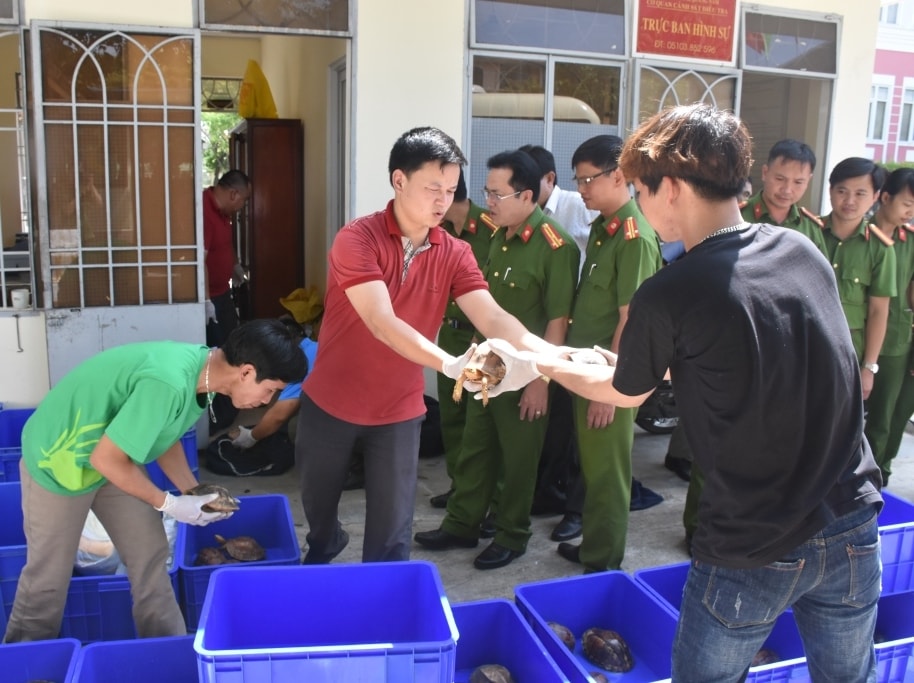 Bàn giao cá thể rùa cho Trung tâm cứu hộ động vật hoang dã vườn quốc gia Cúc Phương