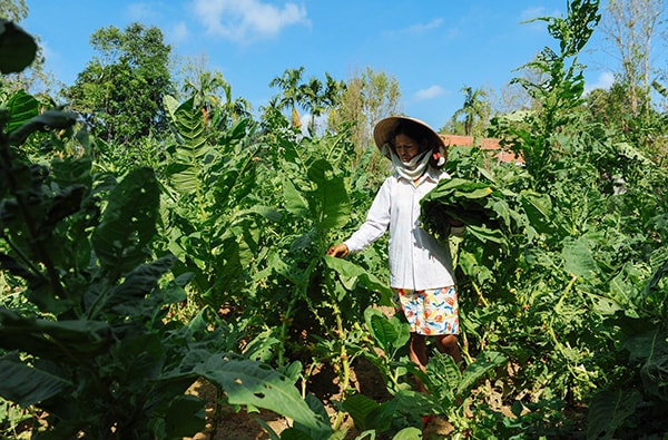 Tháng 11 âm lịch hàng năm là thời điểm bắt đầu trồng thuốc lá. Sau 2 tháng, khi cây thuốc đã lớn, người dân hái những lá thuốc già dưới gốc đem về phơi để xắt.