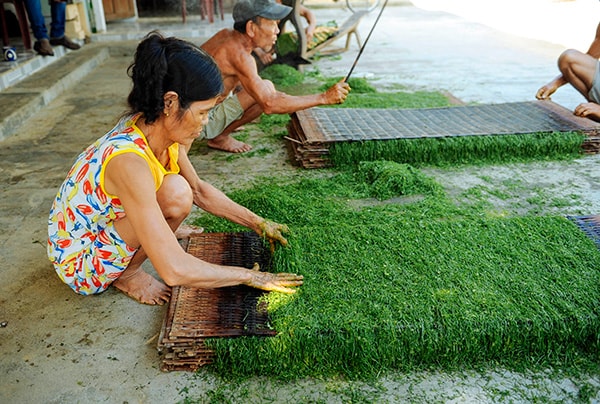 Lá thuốc sau khi xắt được đặt trên từng tấm liếp.