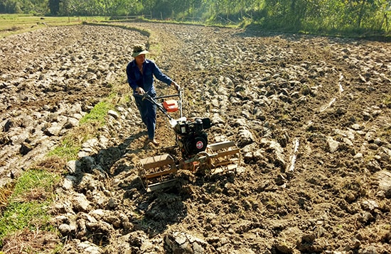 Nông dân cày ải đất chờ nước tưới. Ảnh: THANH THẮNG