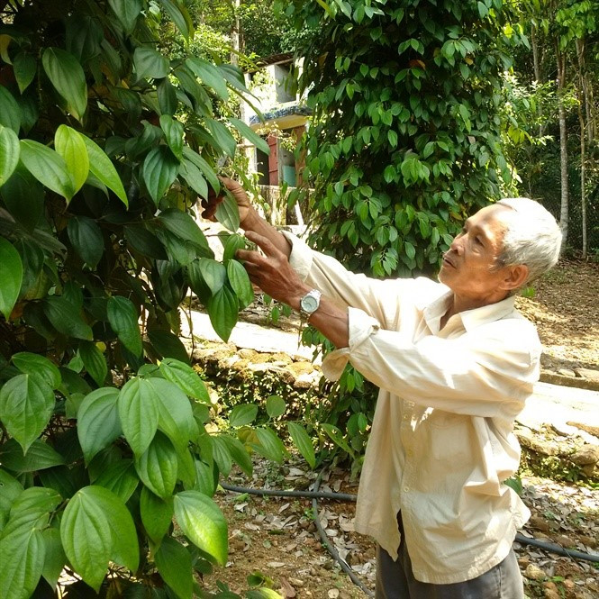 The farmer beside his Tien Phuoc pepper trees