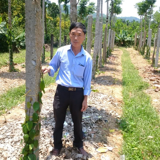 An area of Thien Phuoc purebred pepper