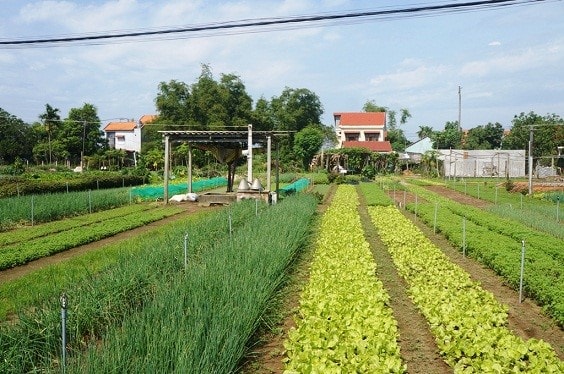 Tra Que vegetable village, 3 km from Hoi An centre, is well-known for agritourism activities.