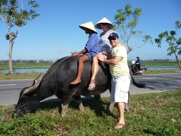 Riding buffaloes is also attractive to tourists, especially those from the Western world.