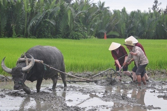 The Westerners are rather excited by the traditional way of ploughing…