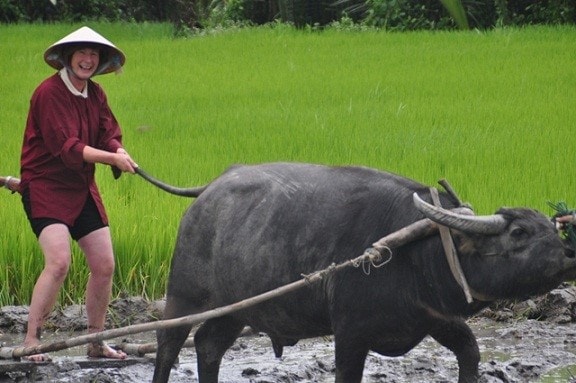 … and raking with buffaloes.