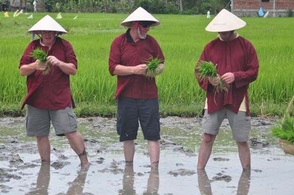 Transplanting rice seedlings seems interesting …