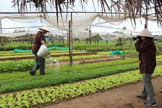 Foreigners water vegetables in Tra Que vegetable village.