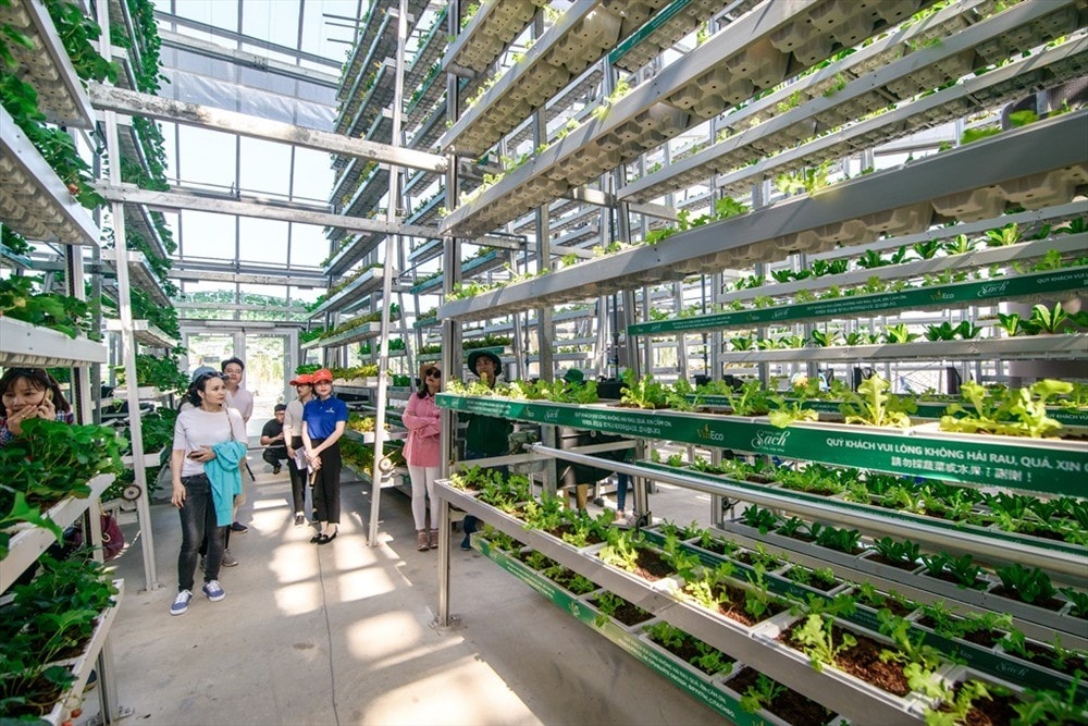 Several kinds of vegetable and fruit can be found in VinEco greenhouse.