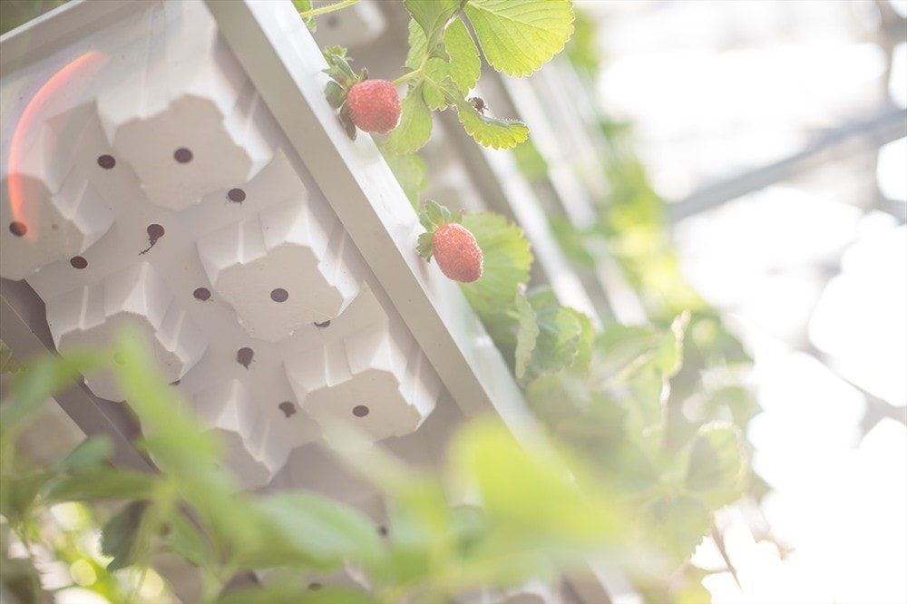 Strawberries are in the harvest season. 