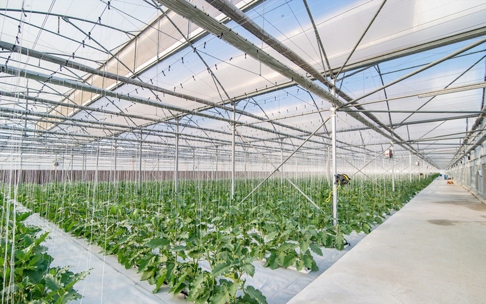 Smart and modern technology in VinEco Nam Hoi An helps manage and control the temperature and the humidity in the areas of greenhouse and membrance house….