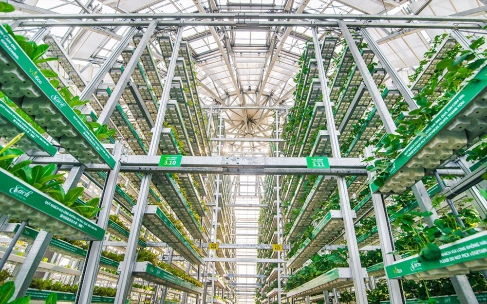 A corner of the Doom greenhouse