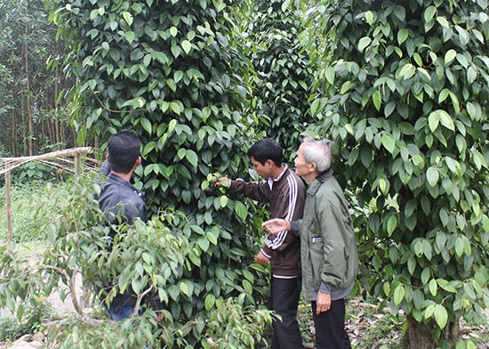 Tiêu Tiên Phước được chọn là sản phẩm OCOP vì đã có vùng nguyên liệu và thành sản phẩm hàng hóa. Ảnh: D.L