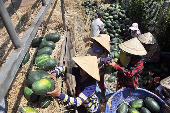 Nếu cộng đồng xã hội không chung tay, hàng ngàn tấn dưa của nông dân Phú Ninh sẽ khó tiêu thụ hoặc bị thương lái thu mua với giá rẻ mạt. Ảnh: V.A