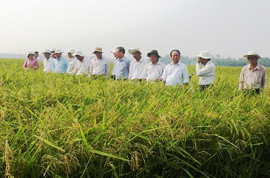 Nhờ sự hỗ trợ của các HTX, nông dân nhiều địa phương trên địa bàn Quế Sơn có thu nhập cao từ việc liên kết sản xuất lúa giống với các doanh nghiệp. Ảnh: N.S