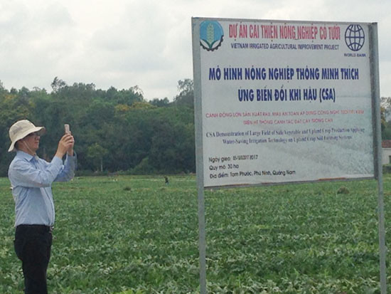 Mô hình “cánh đồng thông minh” tại Phú Ninh. 