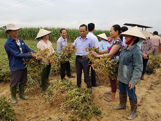 Nông dân trồng đậu phụng ở Điện Quang (Điện Bàn) được bao tiêu sản phẩm để sản xuất dầu phụng “Xứ Quảng”. Ảnh: Q.T