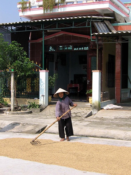 Cảnh phơi phóng nông sản ngay trên đường như thế này vẫn còn khá phổ biến ở nhiều khu nông thôn đang trên đà lên “phố”.