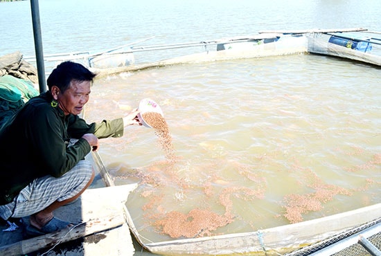 Ông Trương Công Mỹ chăm sóc cá điêu hồng. Ảnh: V.NGUYỄN