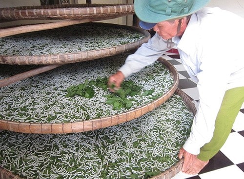 Silkworm rearing in Quang Nam 