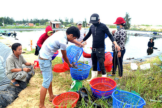 Nông hộ bán tôm thẻ chân trắng với giá thấp vào thời điểm này.Ảnh: VIỆT QUANG