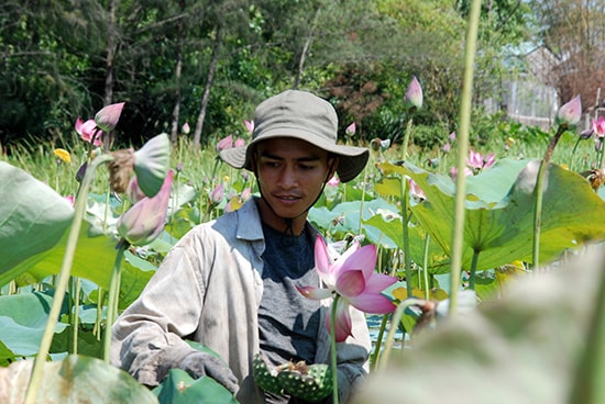 Anh Nguyễn Văn Linh – con trai ông Thanh đang thu hoạch hạt sen trong ruộng. Ảnh: Hồ Quân