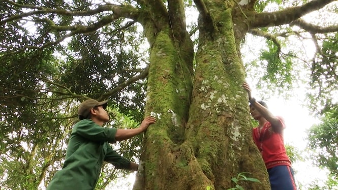 An old cinnamon tree in Nam Tra My district
